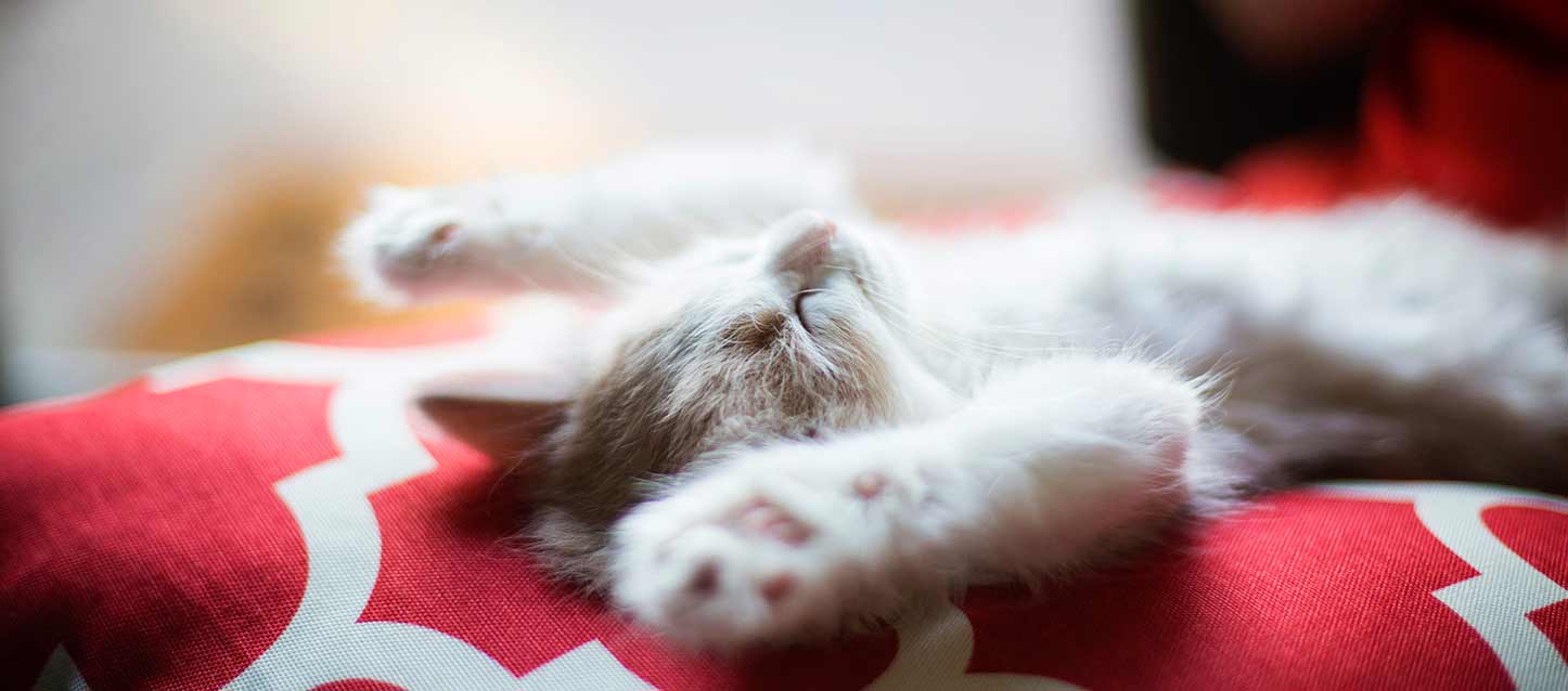 dormir-boca-cima