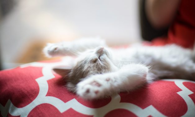 Qual é a melhor posição para descansar pelas noites?