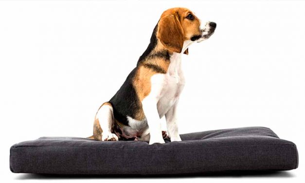 Colchões para cães: tudo o que precisa saber