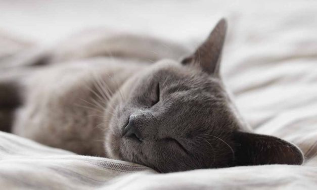Descubra de que lado é melhor dormir e porquê