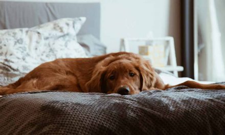 Felicidade para o seu animal de estimação: Razões para comprar um colchão para cães