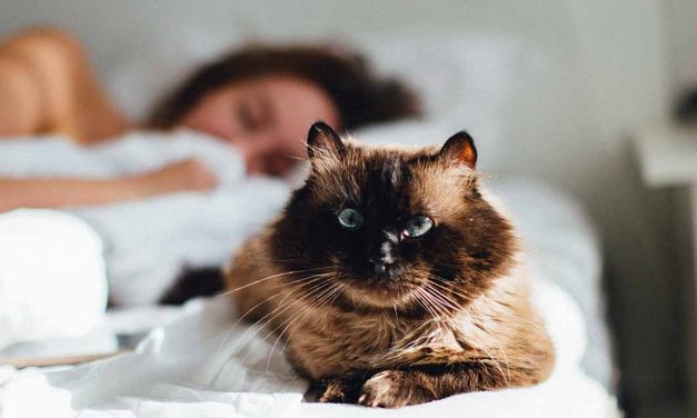 Os Sonhos Mais Comuns dos Animais de Estimação