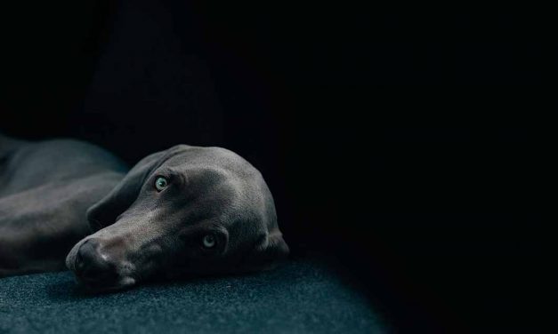 Porque é que os colchões são uma boa opção para os cães grandes?