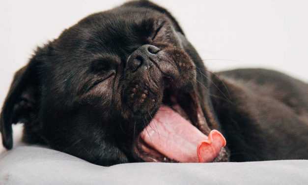 Como são os sonhos dos cães