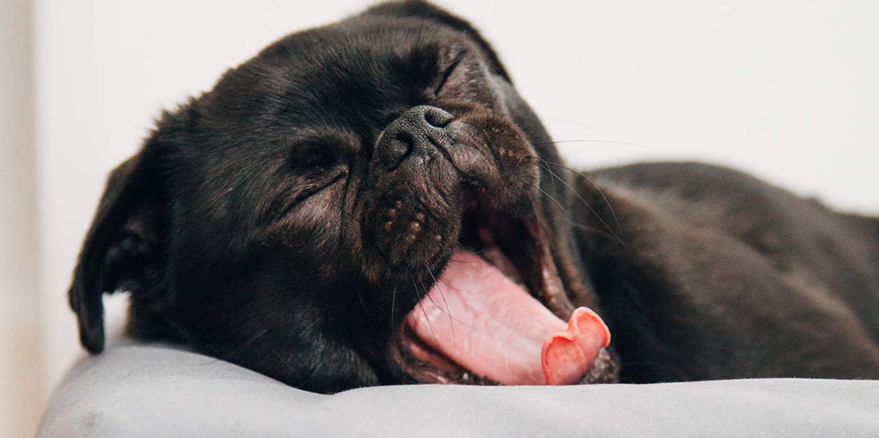 cão bocejante