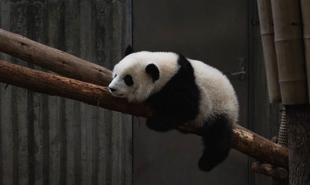 Ranking dos animais que mais dormem