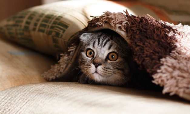 Tipos de sono dos gatos