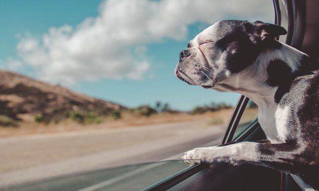 O seu animal de estimação tem pesadelos?
