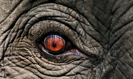 Qual é o animal que menos dorme?