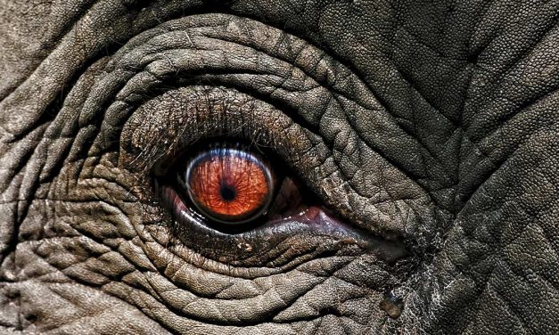 Qual é o animal que menos dorme?