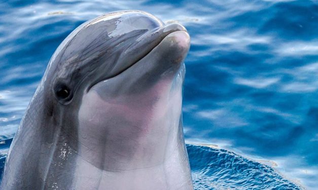 Como é que os golfinhos dormem?