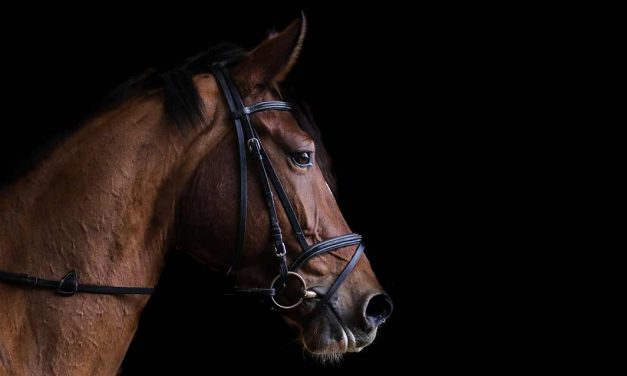 Como é que os cavalos dormem?