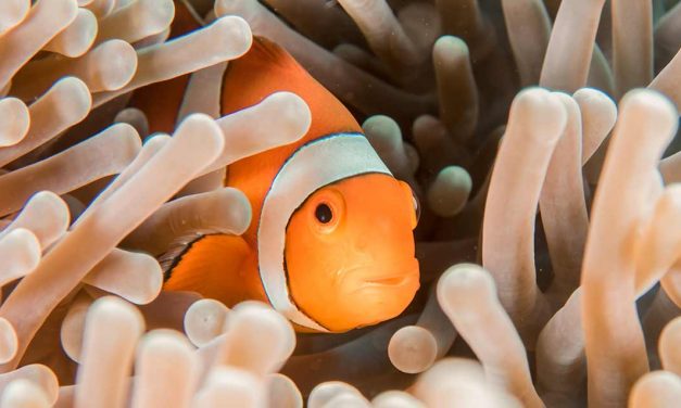 Como é que os peixes dormem?