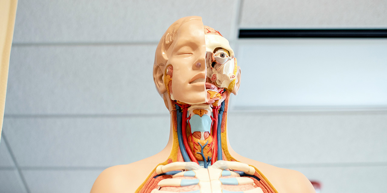 manequim com anatomia humana