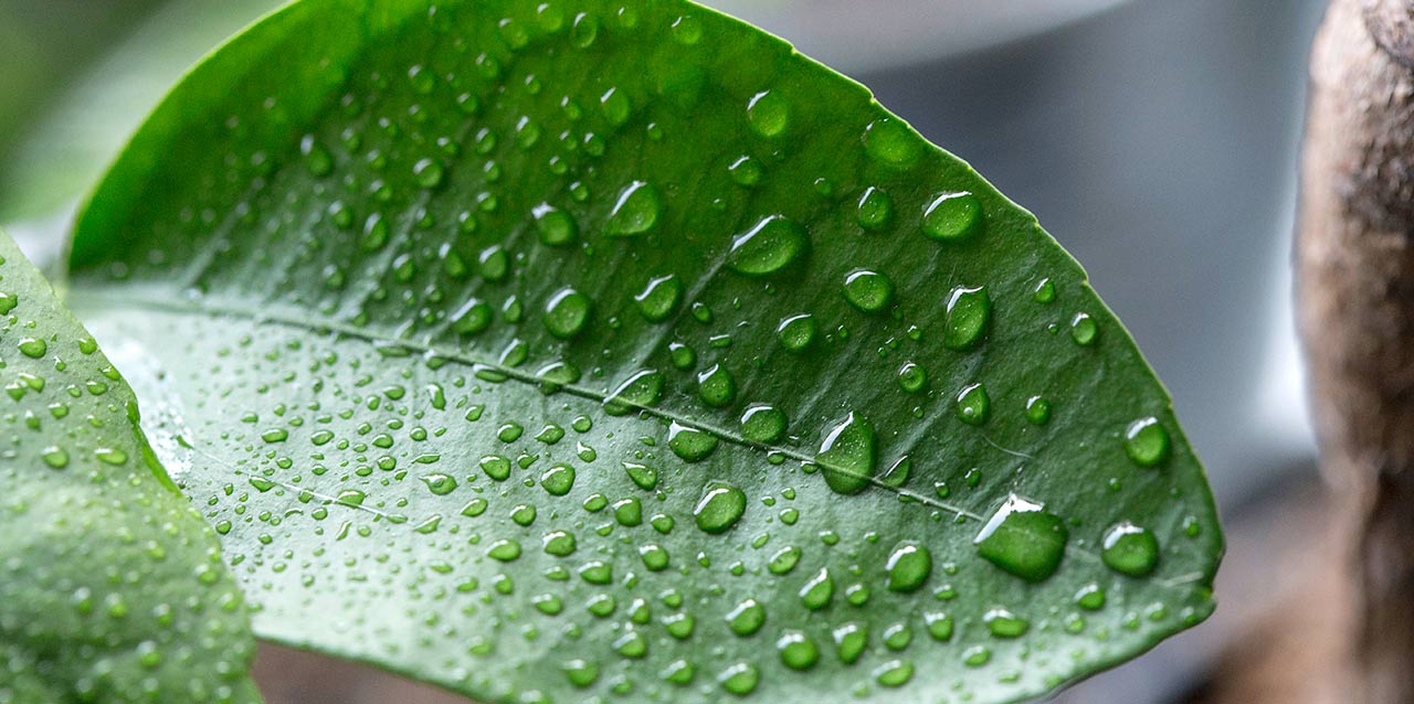 folha com gota de água