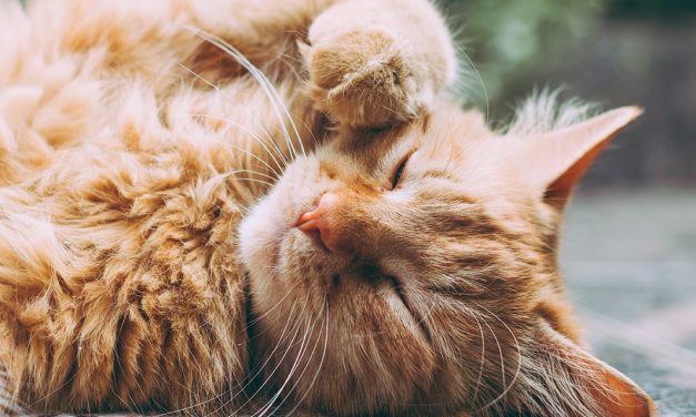 Curiosidades do descanso dos gatos
