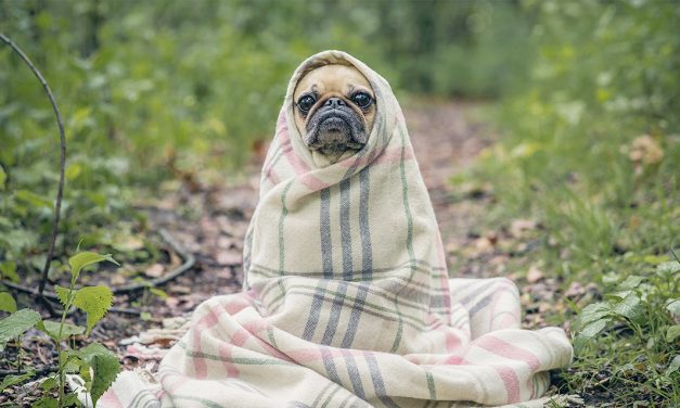 Lençóis para o frio que não são felpudos