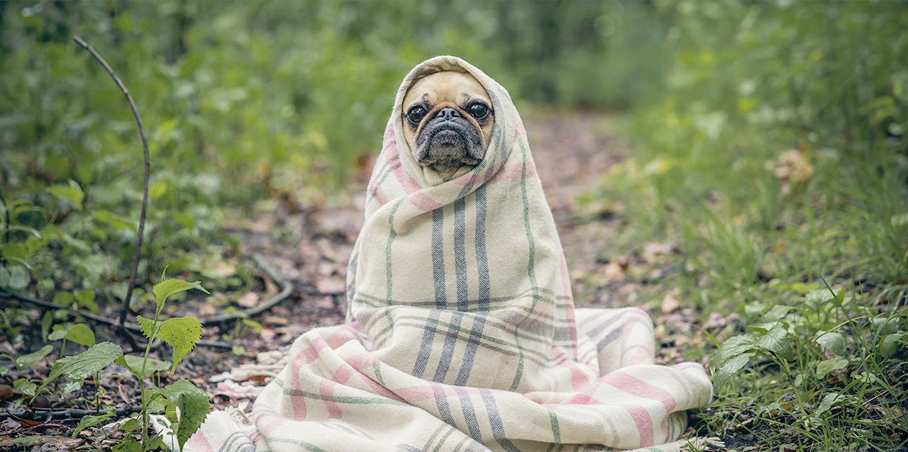 cão com manta