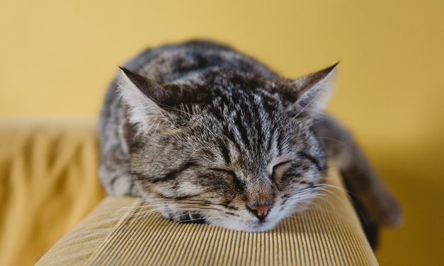 Dicas para aprender a dormir