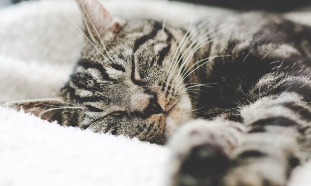 20 Curiosidades sobre Dormir e o Sono