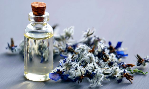 Os mosquitos não o deixam dormir? Remédios caseiros mais eficazes