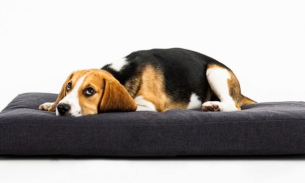 A melhor cama para cães grandes e pequenos
