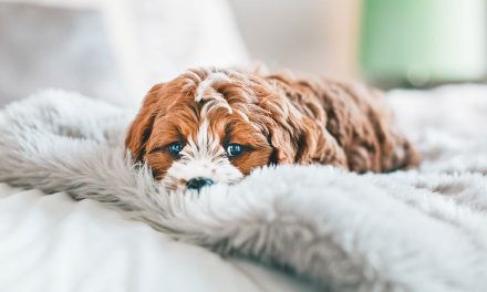 Por que é que o meu cão faz xixi na cama?