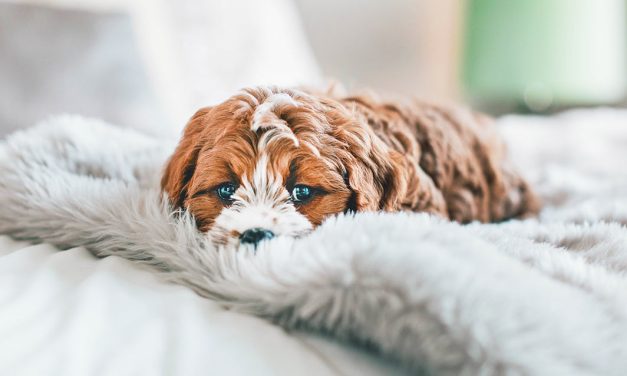 Por que é que o meu cão faz xixi na cama?