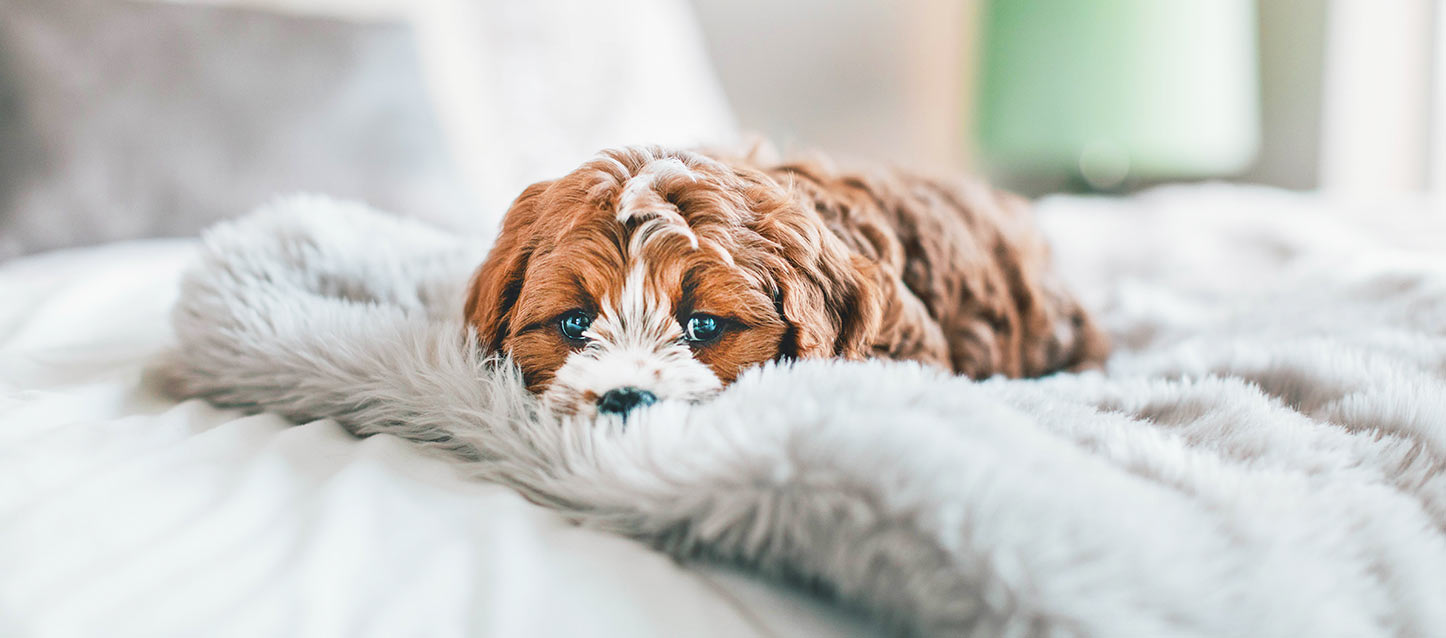 Por que é que o meu cão faz xixi na cama