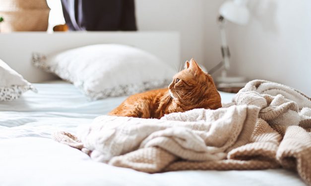 O meu gato não me deixa dormir