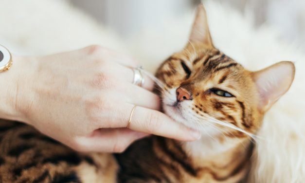 Por que é que o meu gato dorme entre as minhas pernas?