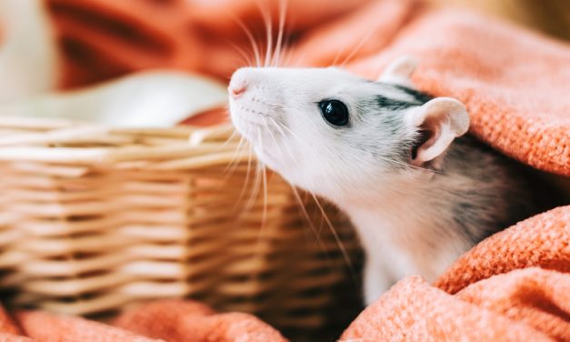 O que significa sonhar com ratos?