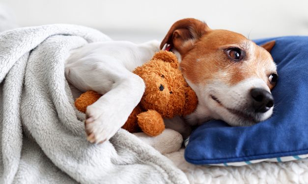 Sonho animal: os animais têm pesadelos?