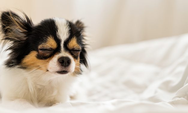 Truques para remover o pelo do seu animal de estimação da roupa de cama