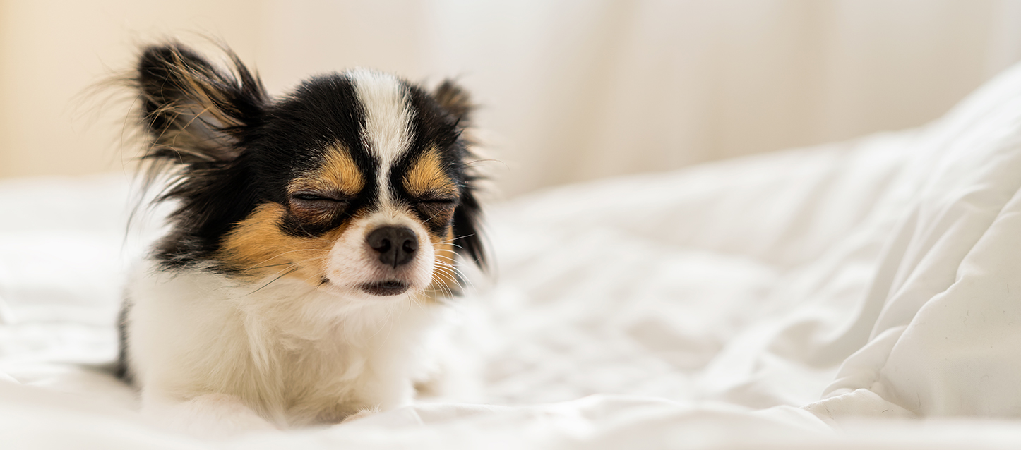chihuahua dormido na cama
