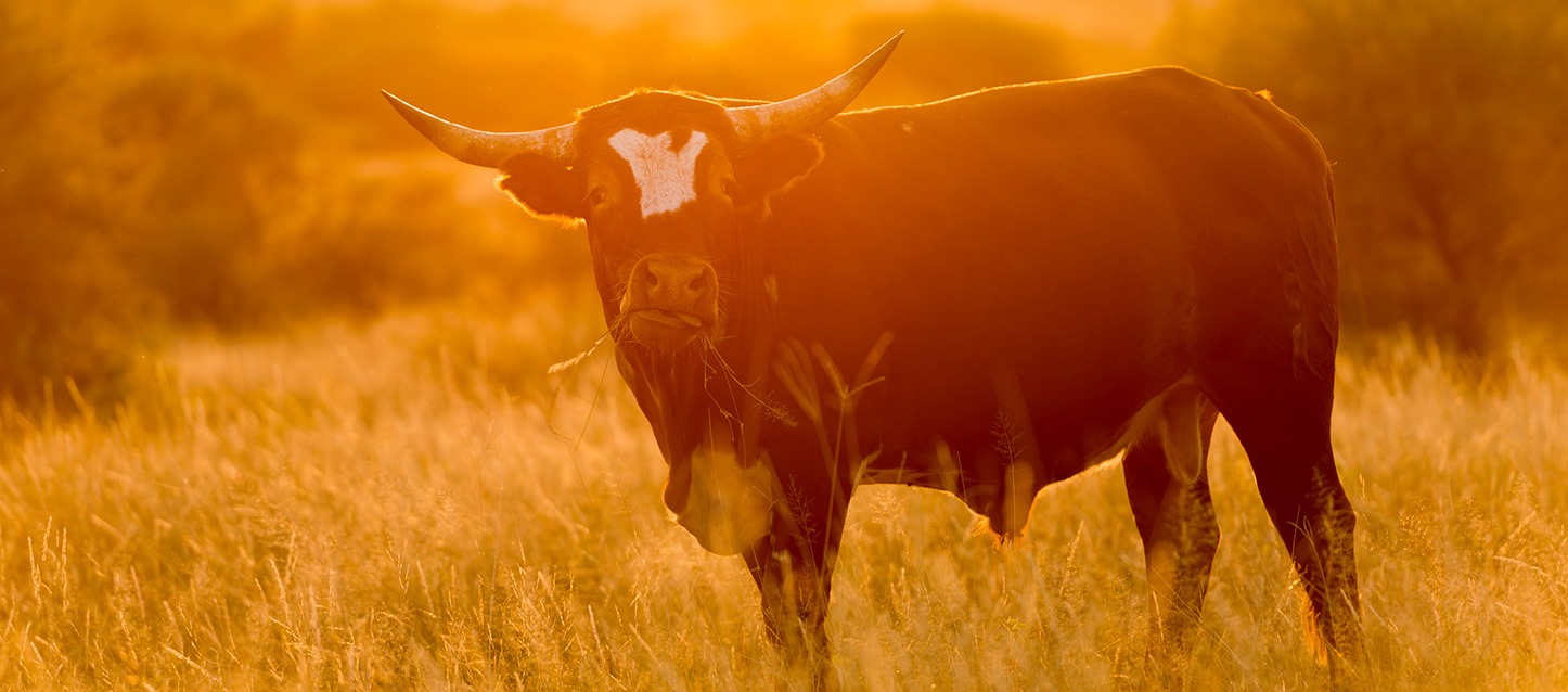 touro a pastar no campo ao atardecer