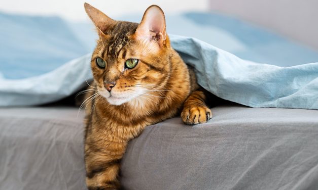 Por que é que o meu gato dorme comigo?