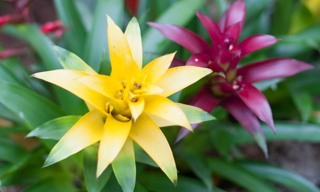 11 plantas que o vão ajudar a dormir melhor