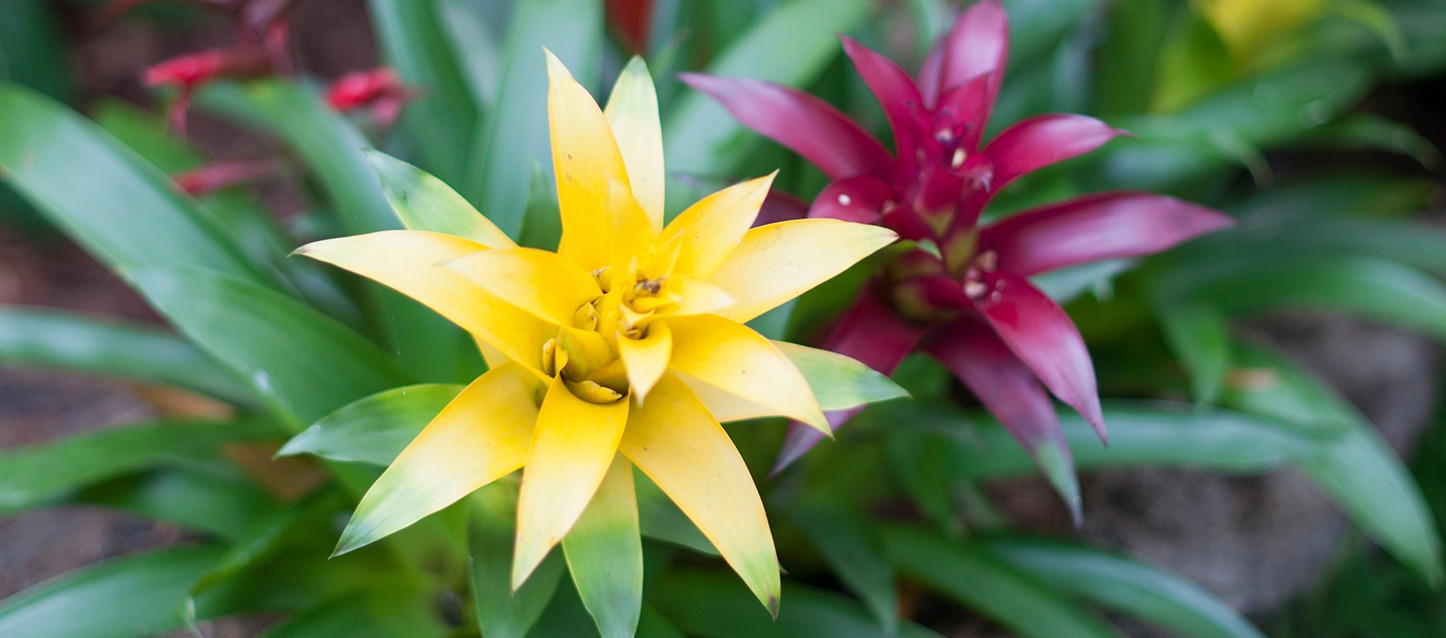 planta com flor amarela e flor roxa