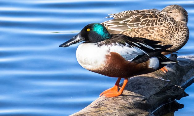 Como dormem os patos