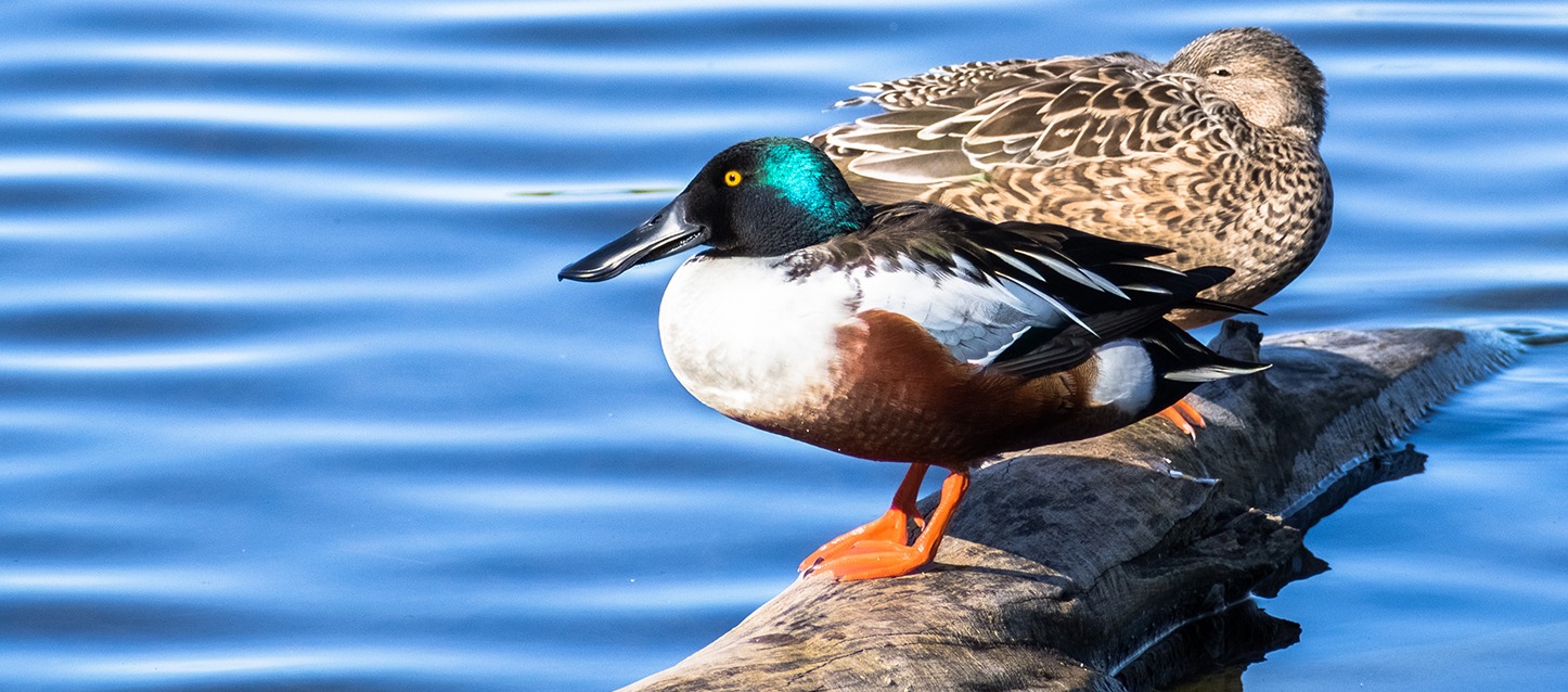 casal de patos bem juntinho sobre um tronco na água
