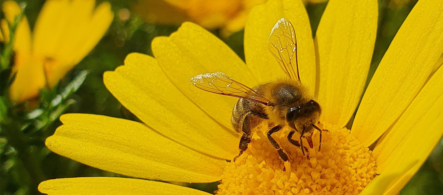 Abelha a chupar o néctar de uma flor amarela.