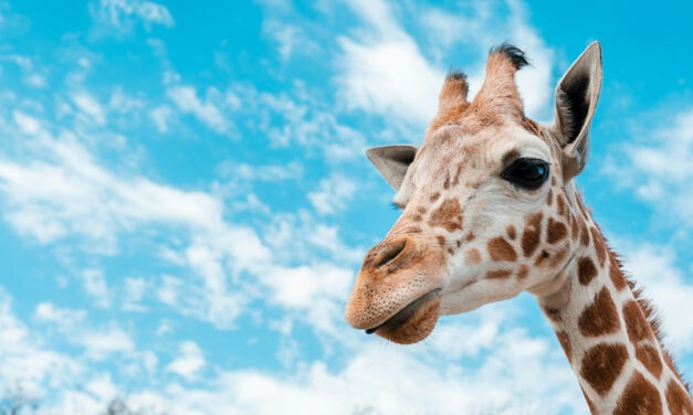 Como dormem as girafas?